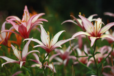 Similar image 1413442