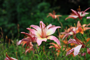 Similar image 1413444