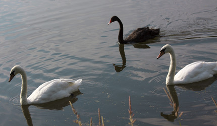 Similar image 1413544