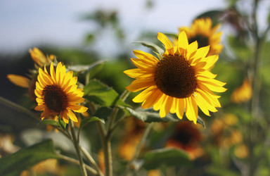 Similar image 1414217