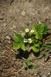 Similar image 1415191