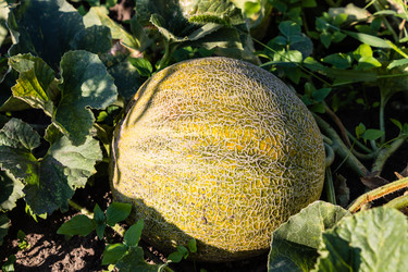 Similar image 1415274