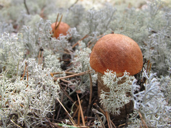 Similar image 1415285