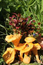 Similar image 1415313