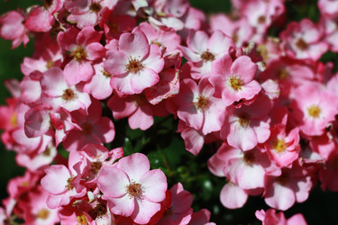 Similar image 1415325