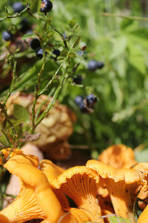 Similar image 1415328