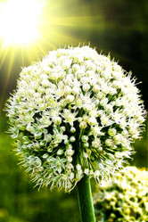 Similar image 1415925