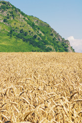 Similar image 1416696