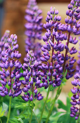 Similar image 1419486