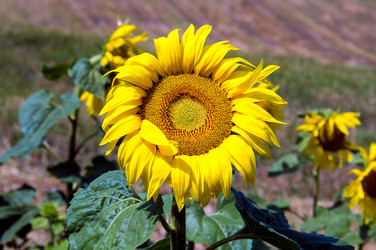 Similar image 1419840