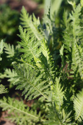 Similar image 1419982