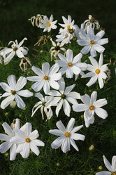 Similar image 1419987