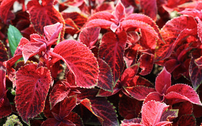 Similar image 1419988