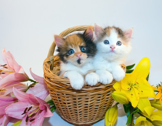 Similar image 1420589