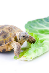 Similar image 1420825