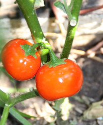 Similar image 1421419