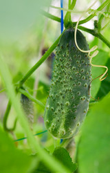 Similar image 1421553