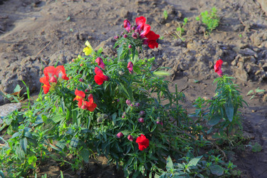 Similar image 1421592