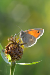 Similar image 1422227