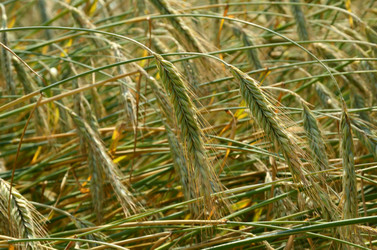 Similar image 1422442