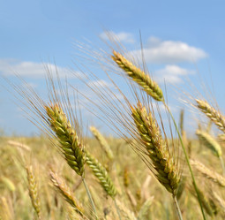 Similar image 1422443