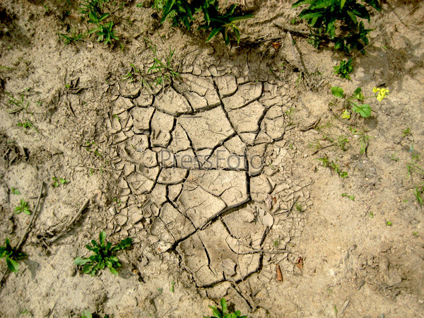 Трещина в казахстане. Такыры почвы. Трава в сухой земле с трещинами. Земля в трещинах сухая сверху. Потрескавшаяся земля неплодородная.