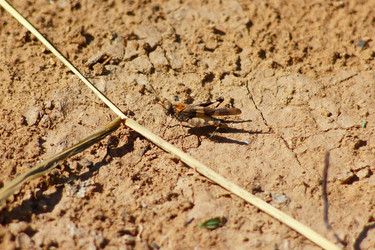 Similar image 1423029