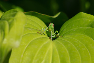 Similar image 1423041