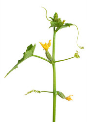 Similar image 1423138