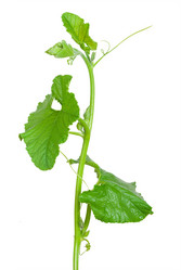 Similar image 1423171