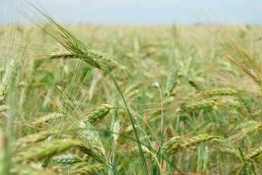 Similar image 1423176