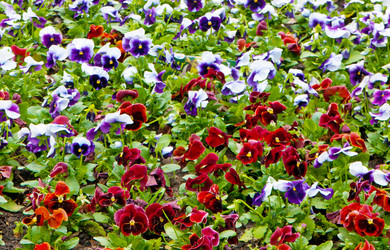 Similar image 1423796