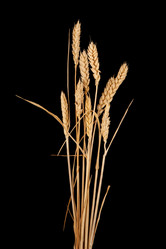 Similar image 1423802