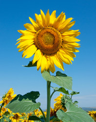 Similar image 1423807