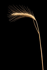 Similar image 1423813