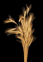 Similar image 1423814