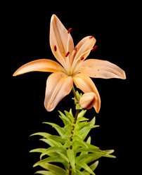 Similar image 1423815