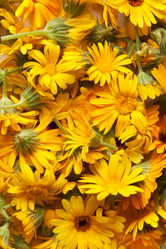 Similar image 1423821