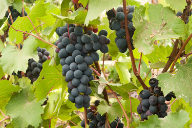 Similar image 1423824