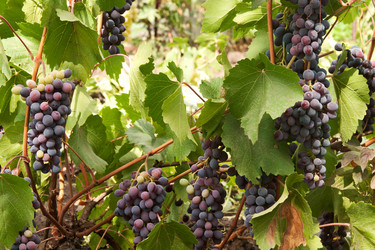 Similar image 1423825