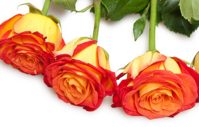 Similar image 1423860