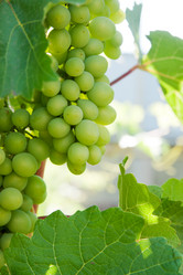 Similar image 1423881