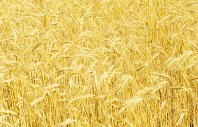 Similar image 1423884