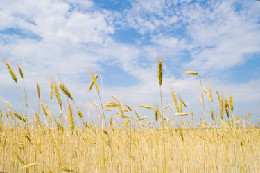 Similar image 1423890