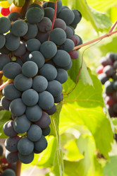 Similar image 1423906