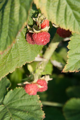 Similar image 1423945