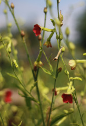 Similar image 1424566