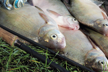 Similar image 1424821