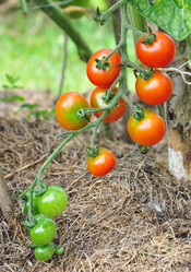 Similar image 1424847