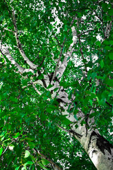 Similar image 1425701